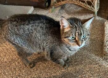 Rescue Domestic Short Hair Cats for Adoption in Taycheedah, Wisconsin - Tumble | PetCurious