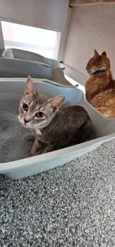 Sylvie -  Domestic Short Hair Cat for Adoption in Athens, Tennessee - Sylvie | PetCurious