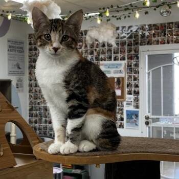Serena -  Domestic Short Hair Cat for Adoption in Yucca Valley, California - Serena | PetCurious