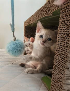 Rescue Domestic Short Hair Cats for Adoption in Los Angeles, California - Arby | PetCurious