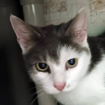 Domestic Short Hair Cats Available for Adoption in Olean, New York - Fili | PetCurious