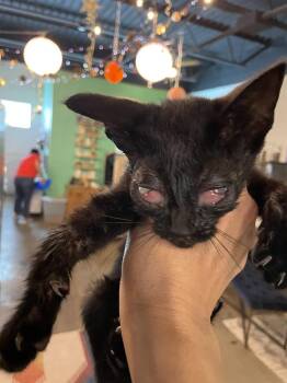 Iko -  Domestic Short Hair Cat for Adoption in Ferndale, Michigan - Iko | PetCurious