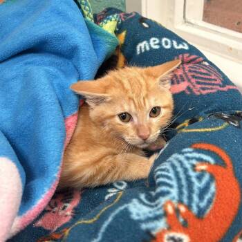 Jenny -  Domestic Short Hair Cat for Adoption in Fresno, California - Jenny | PetCurious
