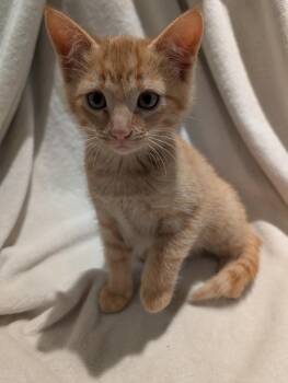 Tokay -Preadoption ONLY -  Domestic Short Hair Cat for Adoption in Chilliwack, British Columbia - Tokay -Preadoption ONLY | PetCurious