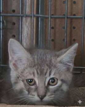 Garnet -  Domestic Short Hair Cat Available for Adoption in Olney, Illinois - Garnet | PetCurious