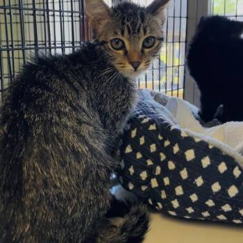 Domestic Short Hair Cats Available for Adoption - Peanut | PetCurious
