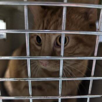 Oscar -  Domestic Short Hair Cat for Adoption in Charlottesville, Virginia - Oscar | PetCurious
