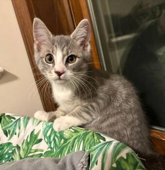 Whitney -  Domestic Short Hair Cat for Adoption in Lancaster, Pennsylvania - Whitney | PetCurious