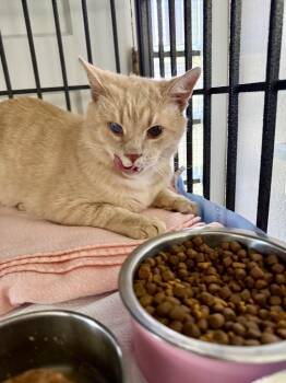 Phil -  Domestic Short Hair Cat for Adoption - Phil | PetCurious