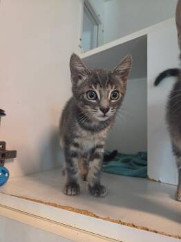 Marvin -  Domestic Short Hair Cat for Adoption in Hyde Park, New York - Marvin | PetCurious