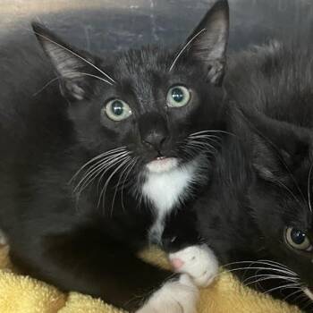 Chief -  Domestic Short Hair Cat for Adoption in Port Charlotte, Florida - Chief | PetCurious
