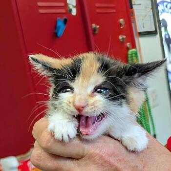 Rachel -  Domestic Short Hair Cat for Adoption in Marysville, Ohio - Rachel | PetCurious