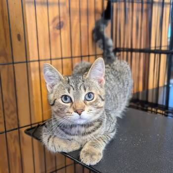 Luca -  Domestic Short Hair Cat for Adoption - Luca | PetCurious