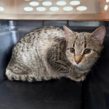 Domestic Short Hair Cats Available for Adoption in Mankato, Minnesota - Mrs. Peacock | PetCurious