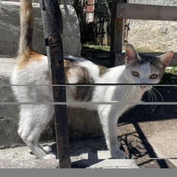 Domestic Short Hair Cats Available for Adoption in Philadelphia, Pennsylvania - Aruba | PetCurious