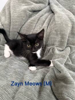 Rescue Domestic Short Hair Cats for Adoption in Clarksville, Tennessee - Zayn Meows | PetCurious