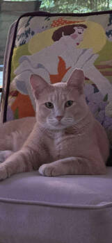 Rescue Tabby and Domestic Short Hair Cats for Adoption in Dallas, Texas - George | PetCurious