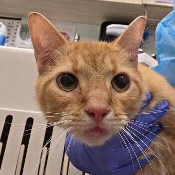 Barbecue -  Domestic Short Hair Cat for Adoption in Chattanooga, Tennessee - Barbecue | PetCurious