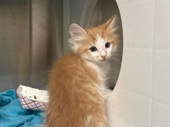PUFF -  Domestic Medium Hair Cat for Adoption in Tustin, California - PUFF | PetCurious