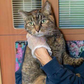 Rescue Domestic Short Hair Cats for Adoption in South Elgin, Illinois - Montana | PetCurious