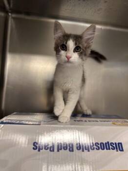 Carmy -  Domestic Short Hair Cat for Adoption in Roseville, California - Carmy | PetCurious