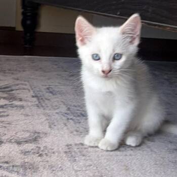 Bida -  Domestic Medium Hair Cat for Adoption in Tustin, California - Bida | PetCurious
