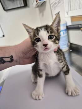Mateo -  Domestic Short Hair Cat for Adoption in Bolivar, Missouri - Mateo | PetCurious