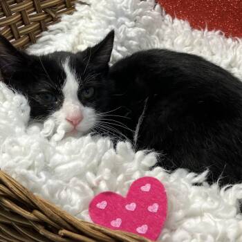 Domestic Short Hair Cats Available for Adoption - Nick | PetCurious