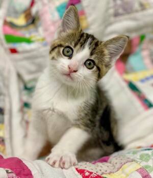 Melody -  Domestic Short Hair Cat for Adoption in Decorah, Iowa - Melody | PetCurious