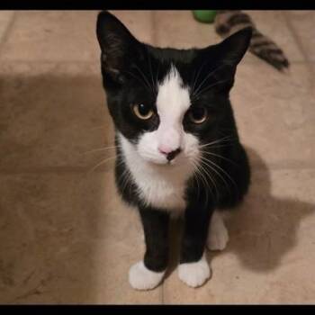 Figaro Twinkletoes -  Domestic Short Hair Cat for Adoption in Wilmington Island, Georgia - Figaro Twinkletoes | PetCurious