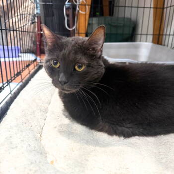 Rescue Domestic Short Hair Cats for Adoption - Bluey | PetCurious