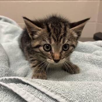 Dr. Evil -  Domestic Short Hair Cat for Adoption in Bristol, Indiana - Dr. Evil | PetCurious