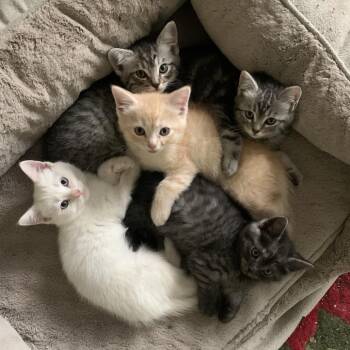 Domestic Short Hair Cats Available for Adoption in Tustin, California - Squiggy | PetCurious