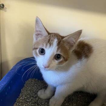 Moon -  Domestic Short Hair Cat for Adoption in Oak Brook, Illinois - Moon | PetCurious