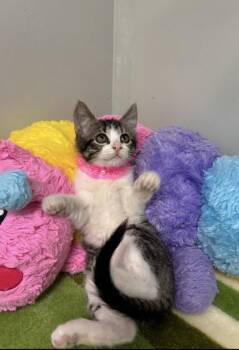 Scrabble -  Domestic Short Hair Cat for Adoption in Picayune, Mississippi - Scrabble | PetCurious