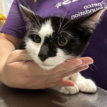 Kubo -  Domestic Short Hair Cat for Adoption in Chattanooga, Tennessee - Kubo | PetCurious