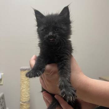 Mulan -  Domestic Short Hair Cat for Adoption in Fort Collins, Colorado - Mulan | PetCurious