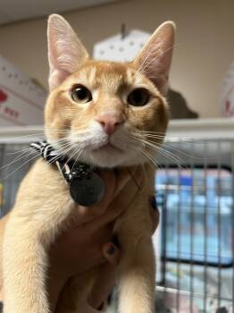 LION -  Domestic Short Hair Cat for Adoption in San Jose, California - LION | PetCurious