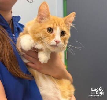 Eeyore -  Domestic Medium Hair Cat for Adoption in Washington, District Of Columbia - Eeyore | PetCurious