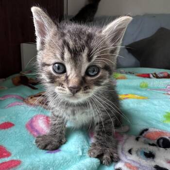 Teddy -  Domestic Short Hair Cat for Adoption in Hackett, Arkansas - Teddy | PetCurious