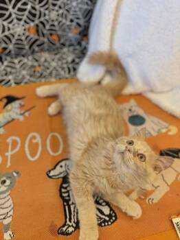 Pysduck -  Domestic Short Hair Cat for Adoption in Columbus, Indiana - Pysduck | PetCurious
