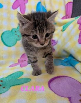 Domestic Short Hair Cats Available for Adoption in Chalfont, Pennsylvania - Clara | PetCurious