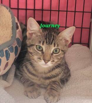 Journey -  Domestic Short Hair Cat for Adoption in Diamond Springs, California - Journey | PetCurious