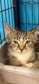 Enchilada (Kitty) -  Domestic Short Hair Cat for Adoption in Ashville, Ohio - Enchilada (Kitty) | PetCurious