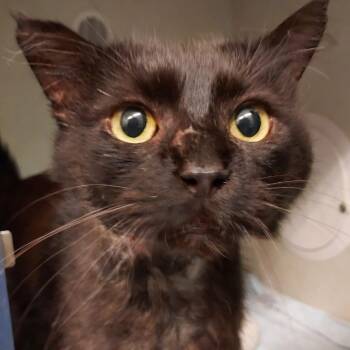Gill -  Domestic Short Hair Cat for Adoption in Dayton, Ohio - Gill | PetCurious