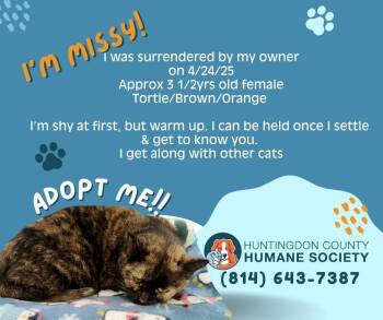 Domestic Short Hair Cats Available for Adoption - Missy | PetCurious