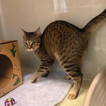 Domestic Short Hair Cats Available for Adoption in Saint Charles, Missouri - A