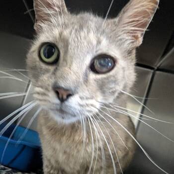 Rescue American Shorthair Cats for Adoption in Galveston, Texas - Baby Boy | PetCurious