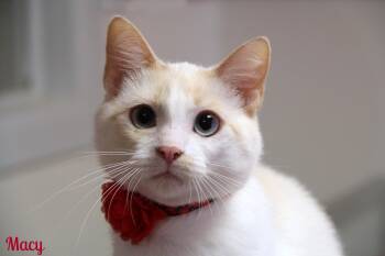 Macy -  Siamese Cat for Adoption in Vinton, Iowa - Macy | PetCurious