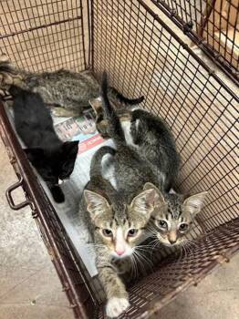 Nutmeg -  Domestic Short Hair Cat for Adoption in Austin, Texas - Nutmeg | PetCurious